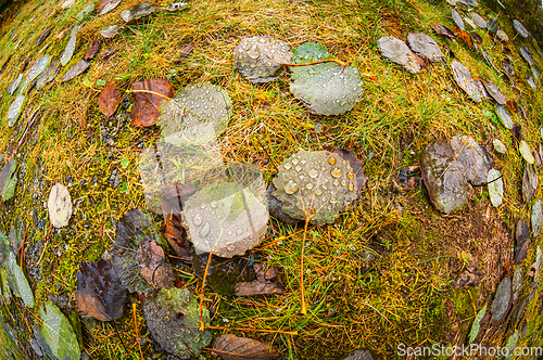 Image of leaves on the ground in autumn