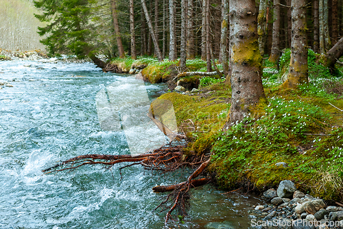 Image of river in the forest and trees