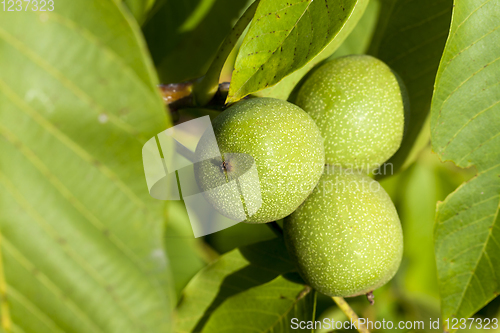 Image of three green walnuts