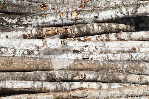 Image of striped birch trunks
