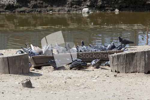 Image of old wooden trough