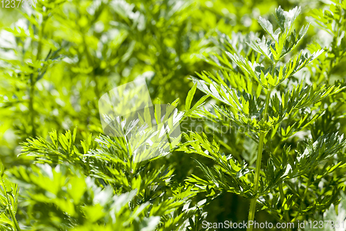 Image of green tops of carrots