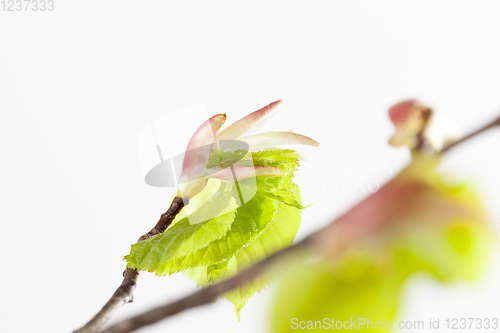 Image of leaves of birch