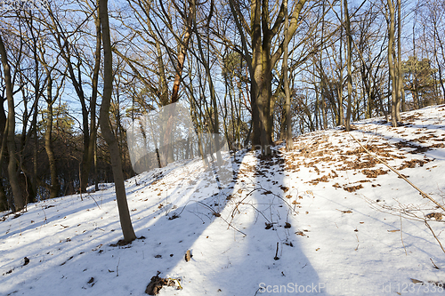 Image of trees in the forest in winter