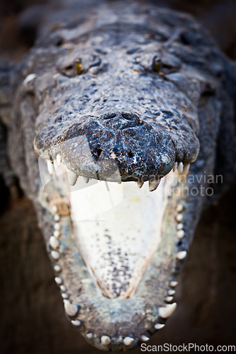 Image of Charging crocodile jaws