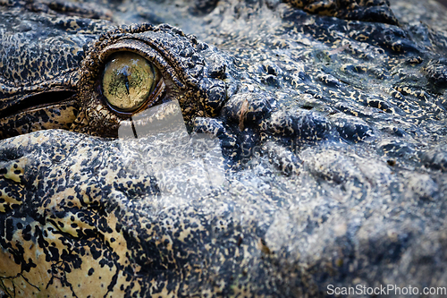 Image of Crocodile eye