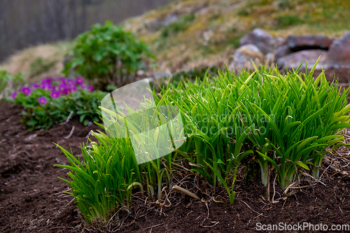 Image of green grass growing in the ground