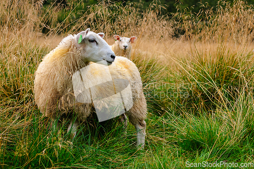 Image of sheep in the open field in autumn