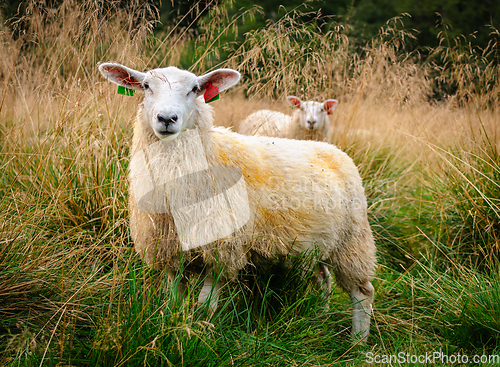 Image of sheep in the open field in autumn