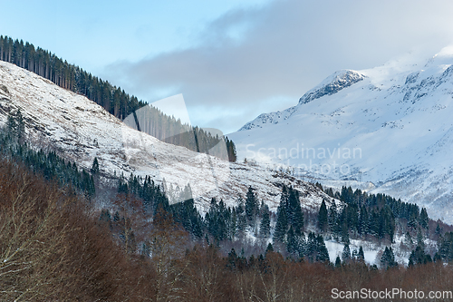 Image of snowy mountains with fir trees