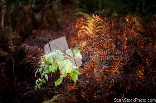 Image of rowan leaves among red ferns