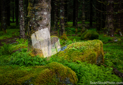 Image of pine trunk between mossy rock and ferns