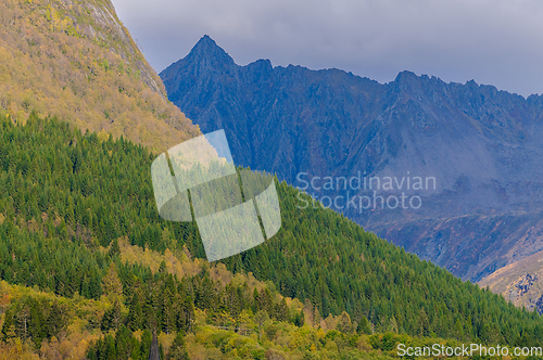 Image of green fir trees in front of blue mountain peak