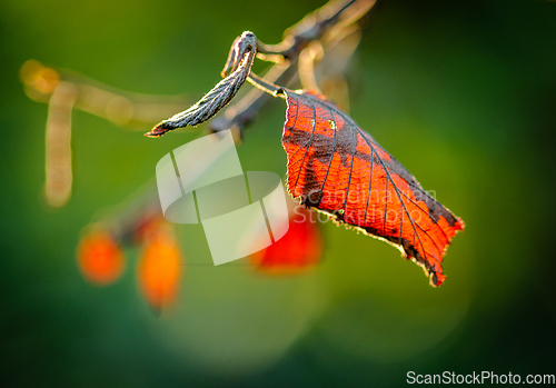 Image of autumn colored leaves tail light