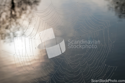 Image of Cobweb  with dew drops