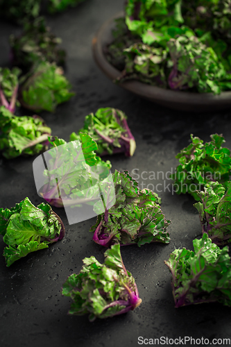 Image of Kalette, kale sprouts, flower sprouts on black background. Heathy winter vegetable.