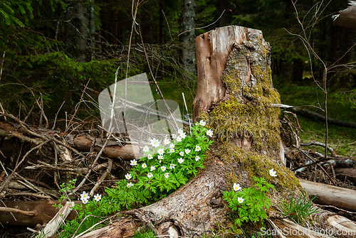 Image of whitish growing pine trunk in the forest