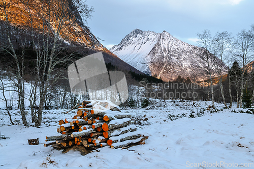 Image of felled trees in snow in front of the Vassdal peak