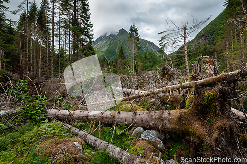 Image of fir trees that have fallen over due to a storm