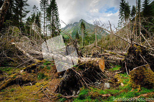 Image of fir trees that have fallen over due to a storm