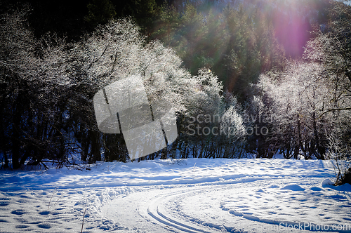 Image of ski slope with trees in backlight