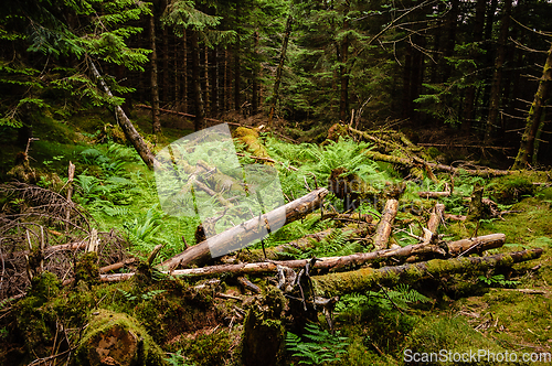 Image of broken spruce trees after a storm in the forest floor