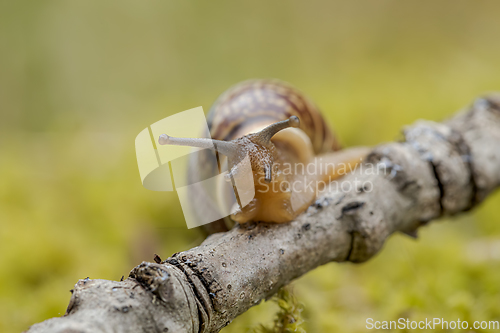 Image of Snail slowly creeping along super macro close-up