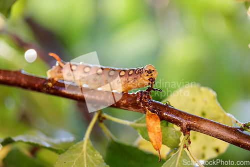 Image of Caterpillar Bedstraw Hawk Moth crawls on a branch during the rai