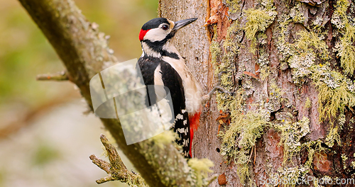 Image of Great spotted woodpecker bird on a tree looking for food. Great