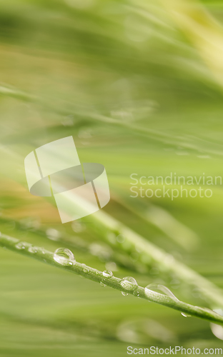 Image of Green grass close-up super macro shooting.