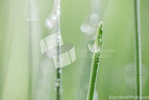 Image of Green grass close-up super macro shooting.