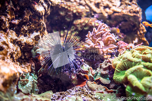 Image of Black long spine urchin at coral reef. Diadema setosum is a spec