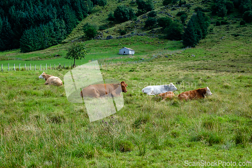 Image of cows lying in the grass in front of summer barns