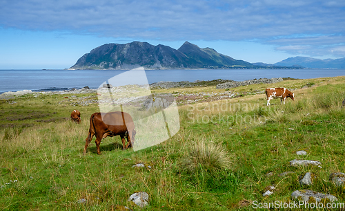 Image of cows grazing on a beach with grass and the island of Goodøya ab