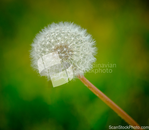 Image of dandelion in backlight with green background