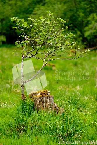 Image of old tree stump with new wood growing