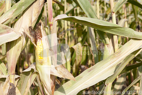 Image of dry mature corn