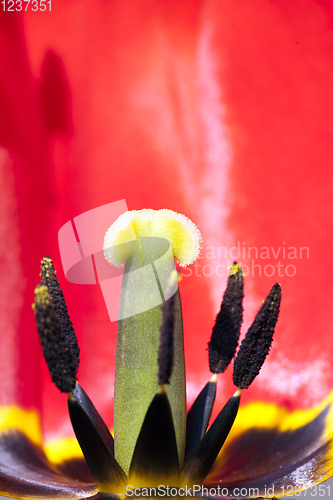 Image of tulip red