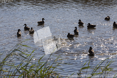 Image of young and old ducks