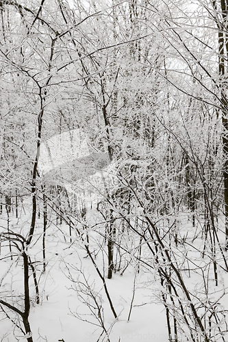 Image of Snow drifts in winter