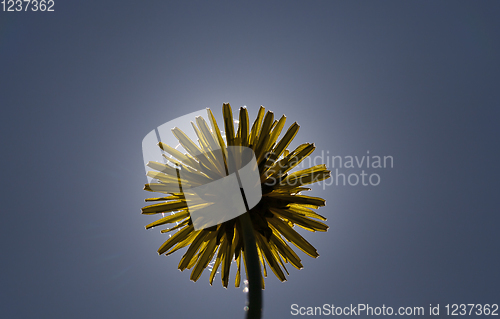 Image of yellow spring dandelion