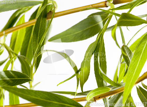 Image of blooming buds