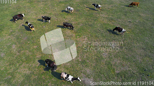 Image of aerial view of cows on green pasture in Ukraine