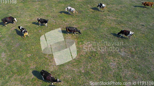 Image of aerial view of cows on green pasture in Ukraine