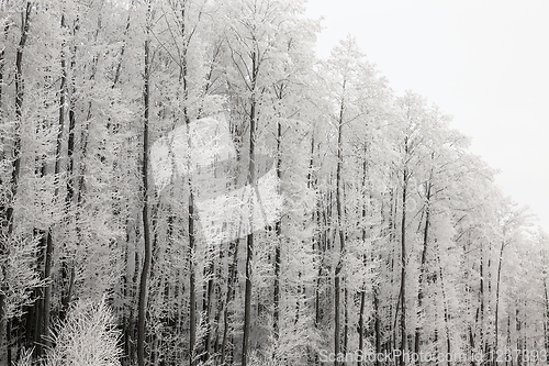 Image of Photographed winter forest