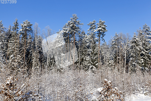 Image of Trees in winter