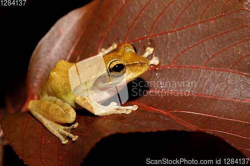 Image of Beautiful small frog Boophis rhodoscelis Madagascar