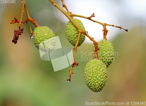 Image of Unripe exotic fruit Lychee, madagascar