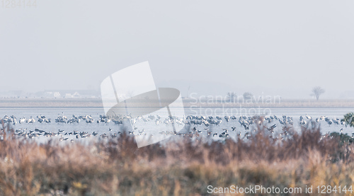 Image of Common Crane in the Hortobagy, Hungary