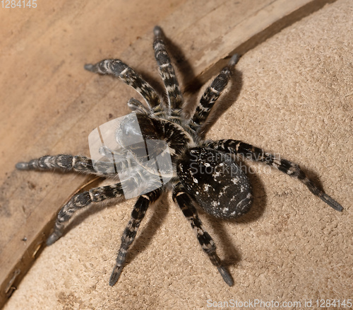 Image of biggest european spider Geolycosa vultuosa
